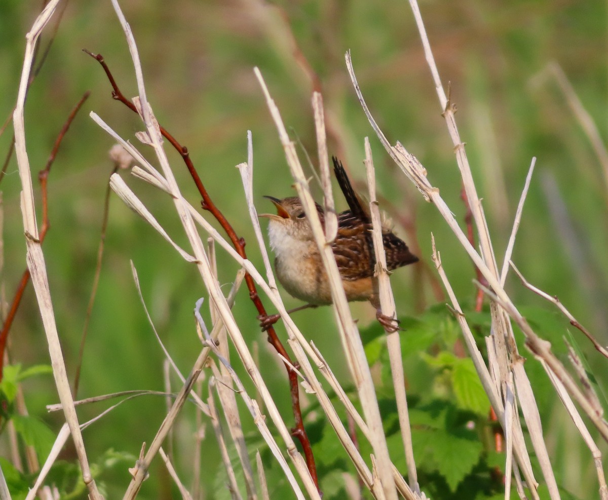 Sedge Wren - ML637076243