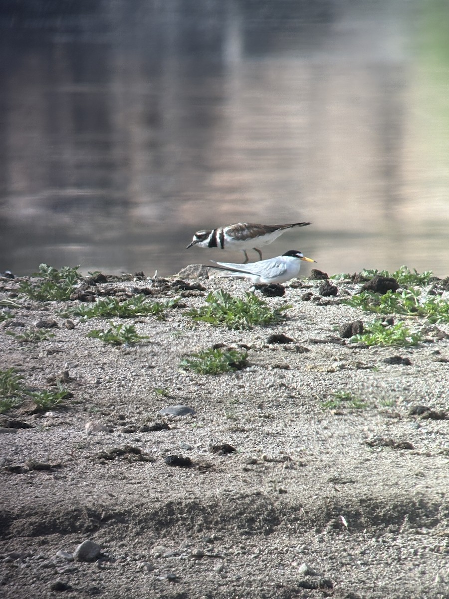 Antillenseeschwalbe - ML637076473