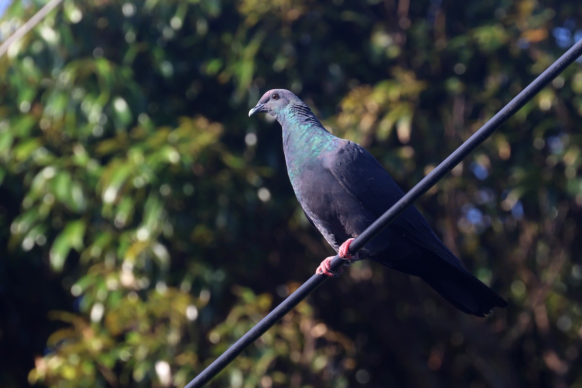 Black Wood-Pigeon - ML637076562