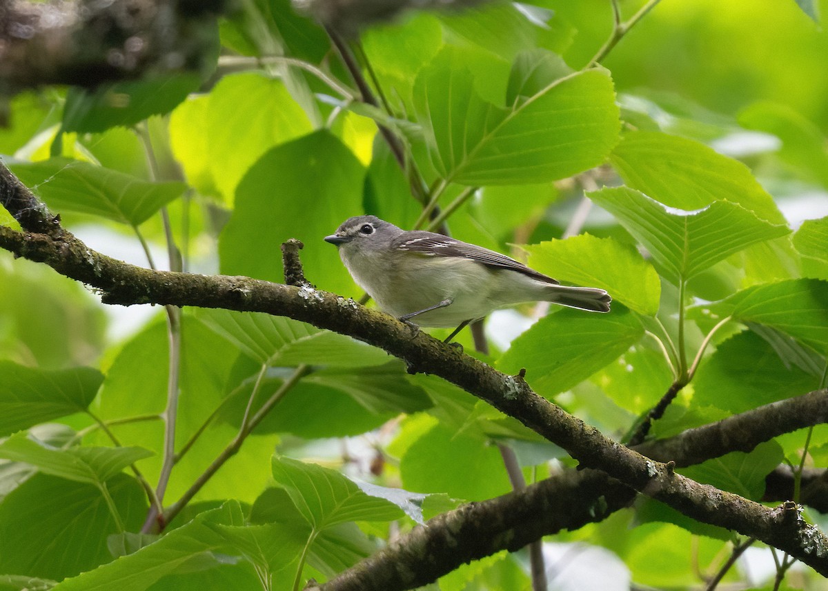 Cassin's Vireo - ML637076694