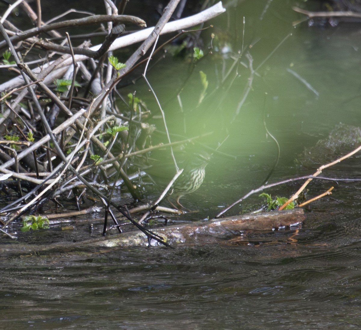 キタミズツグミ - ML637076751