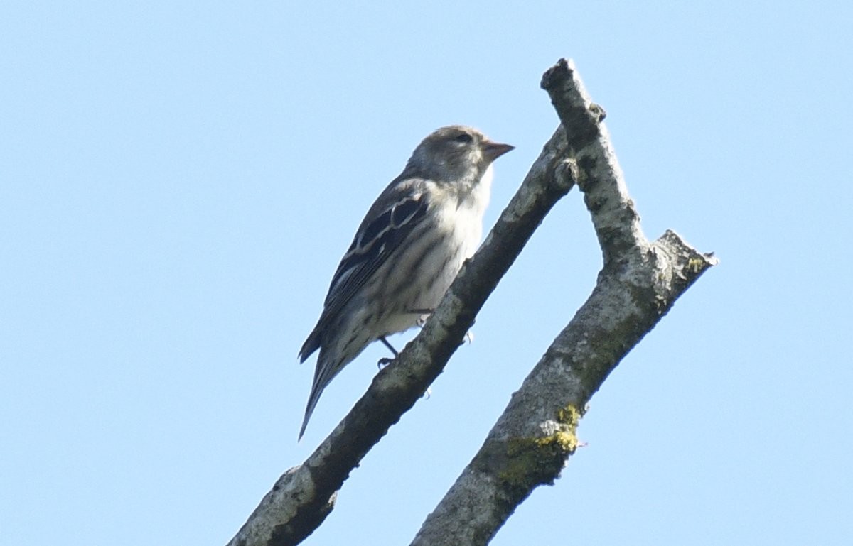 Pine Siskin x American Goldfinch (hybrid) - ML637076762