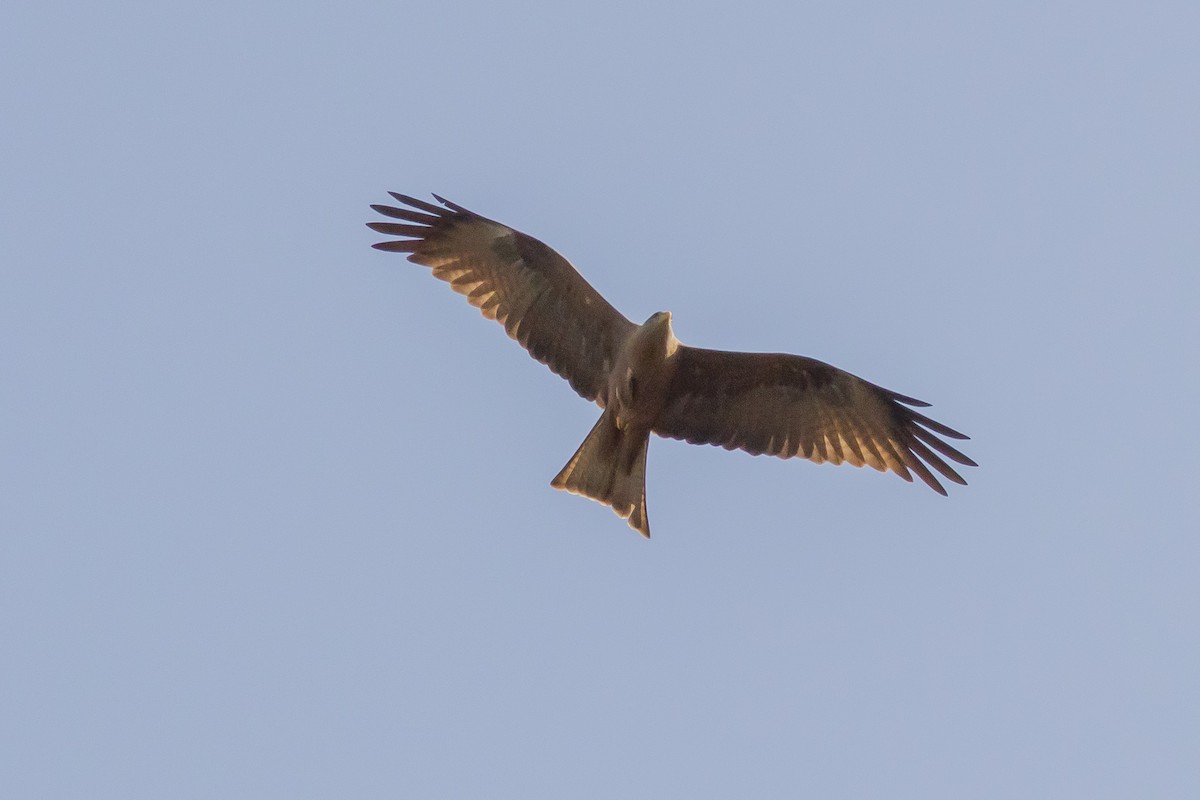 Black Kite (Black) - ML637076827