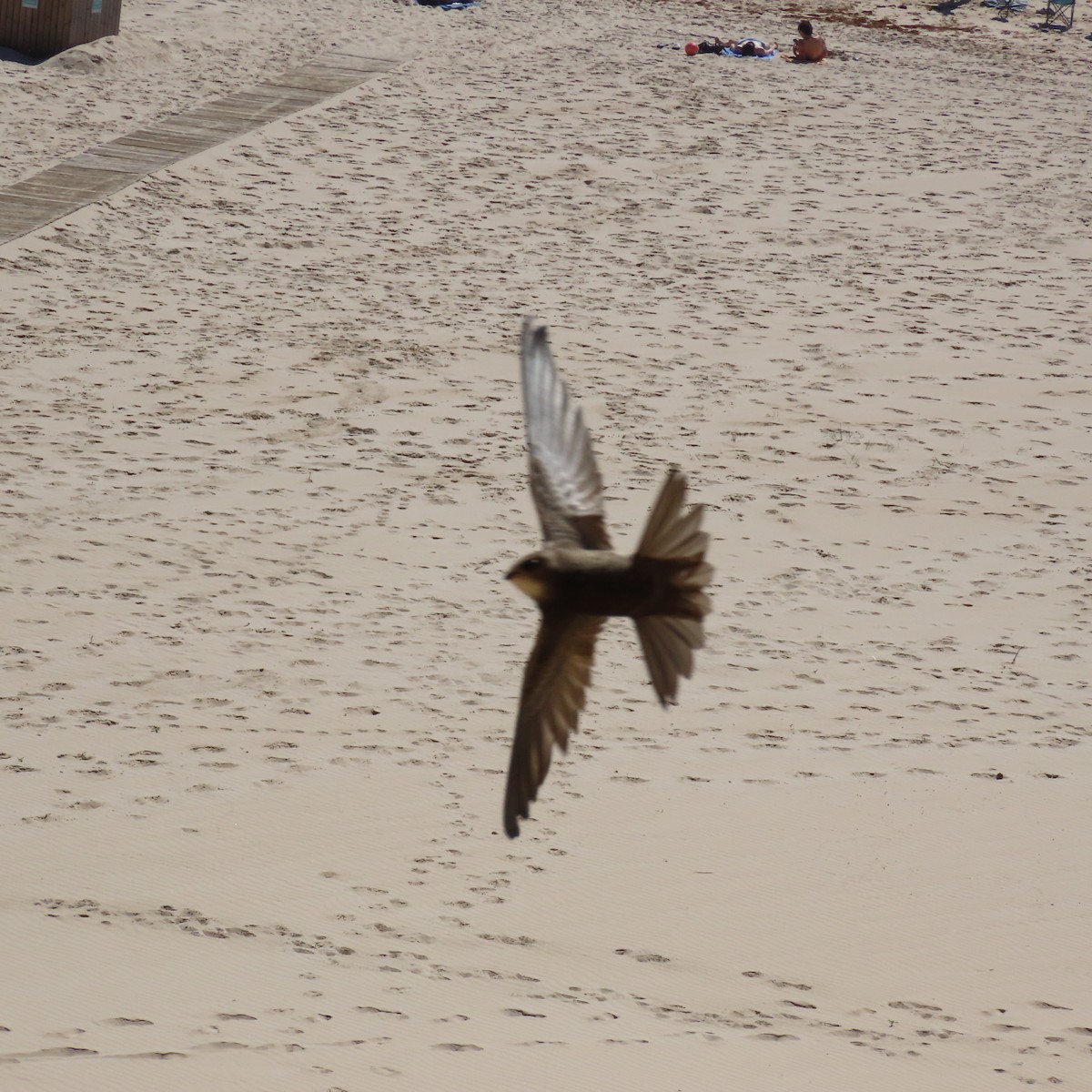Pallid Swift - ML637076902