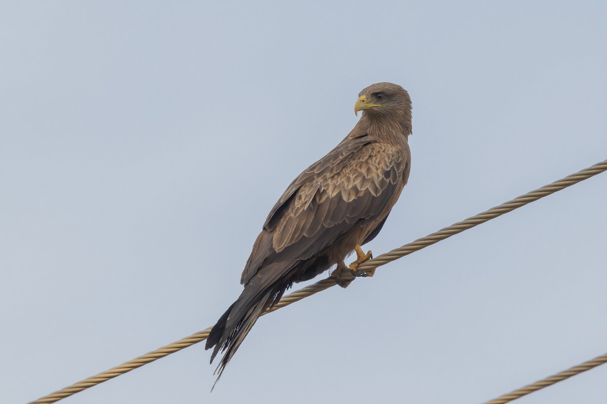 Black Kite (Black) - ML637076922