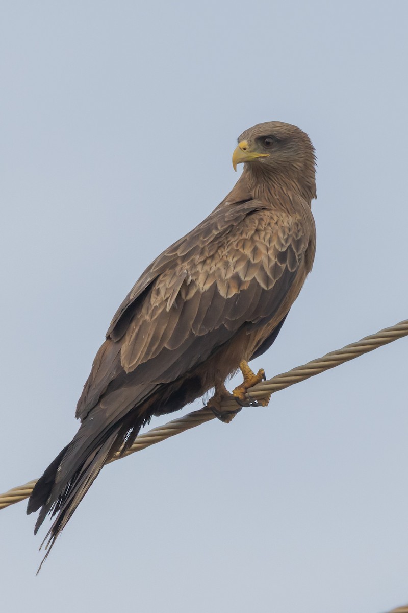 Black Kite (Black) - ML637076923