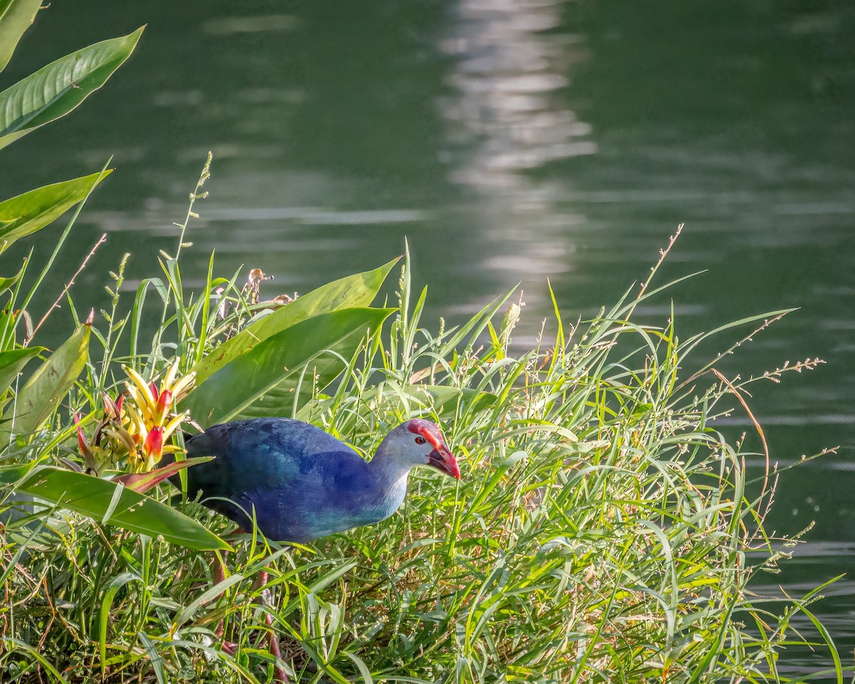 Gray-headed Swamphen - ML637077032