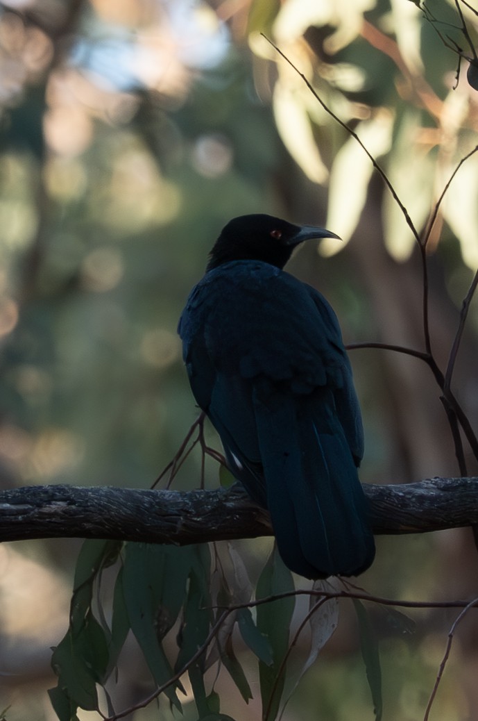 White-winged Chough - ML637077046