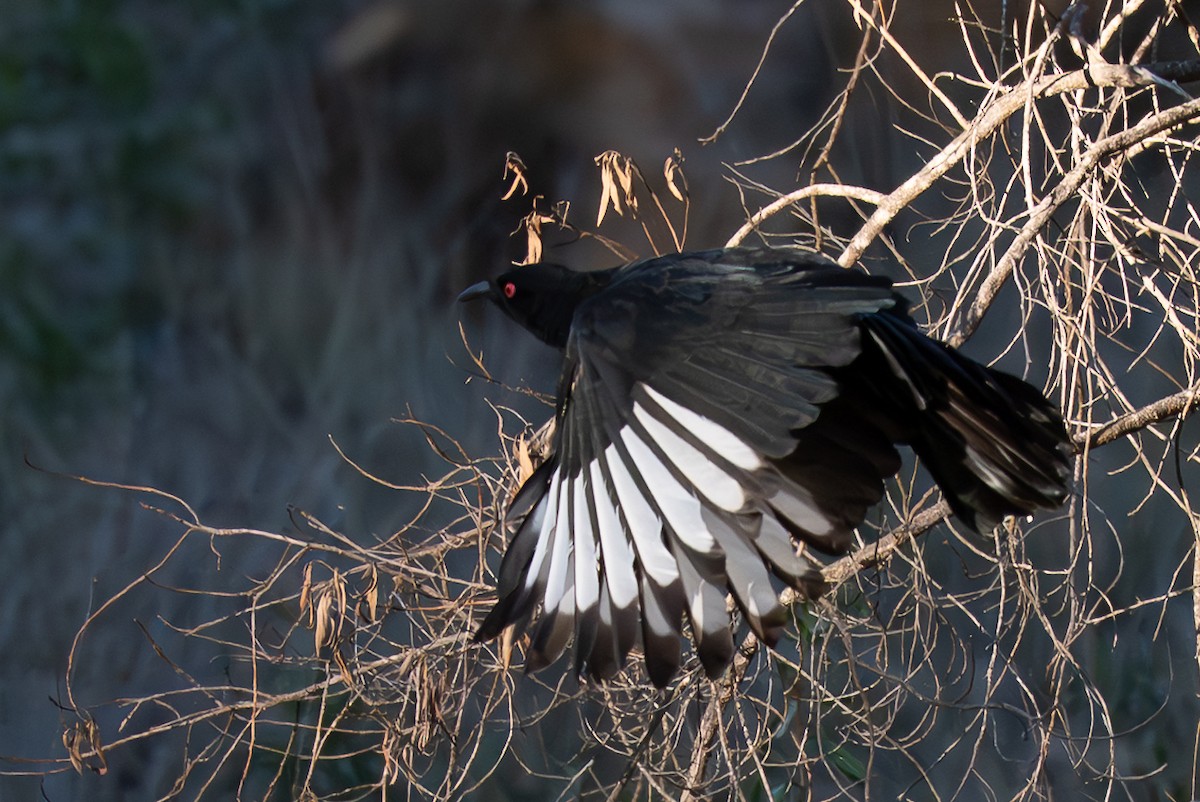 White-winged Chough - ML637077047