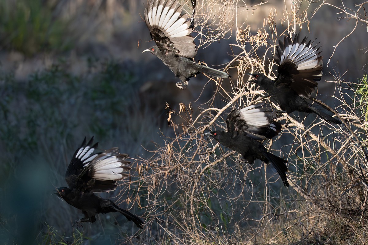 White-winged Chough - ML637077048