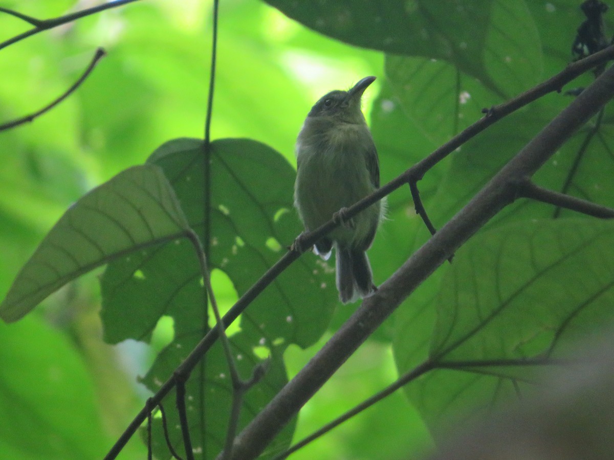 Southern Bentbill - ML637077076