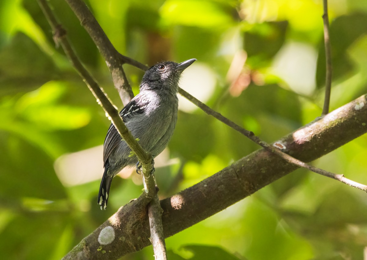 Black-crowned Antshrike - ML637077111