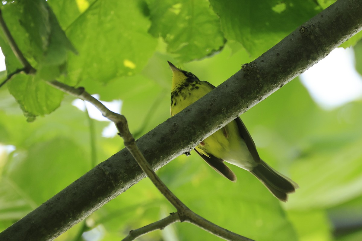 Canada Warbler - ML637077112