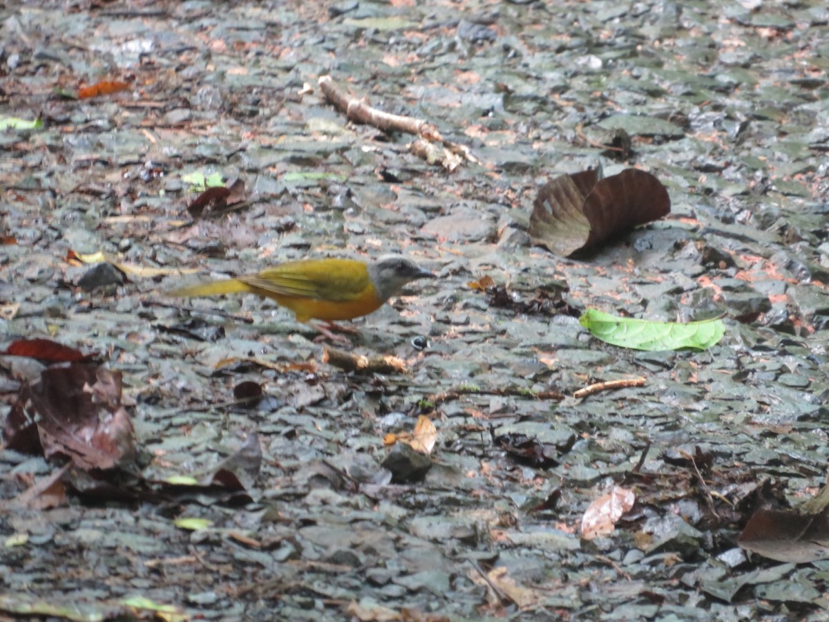 Gray-headed Tanager - ML637077115