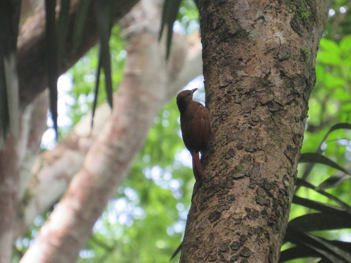 Plain-brown Woodcreeper - ML637077159