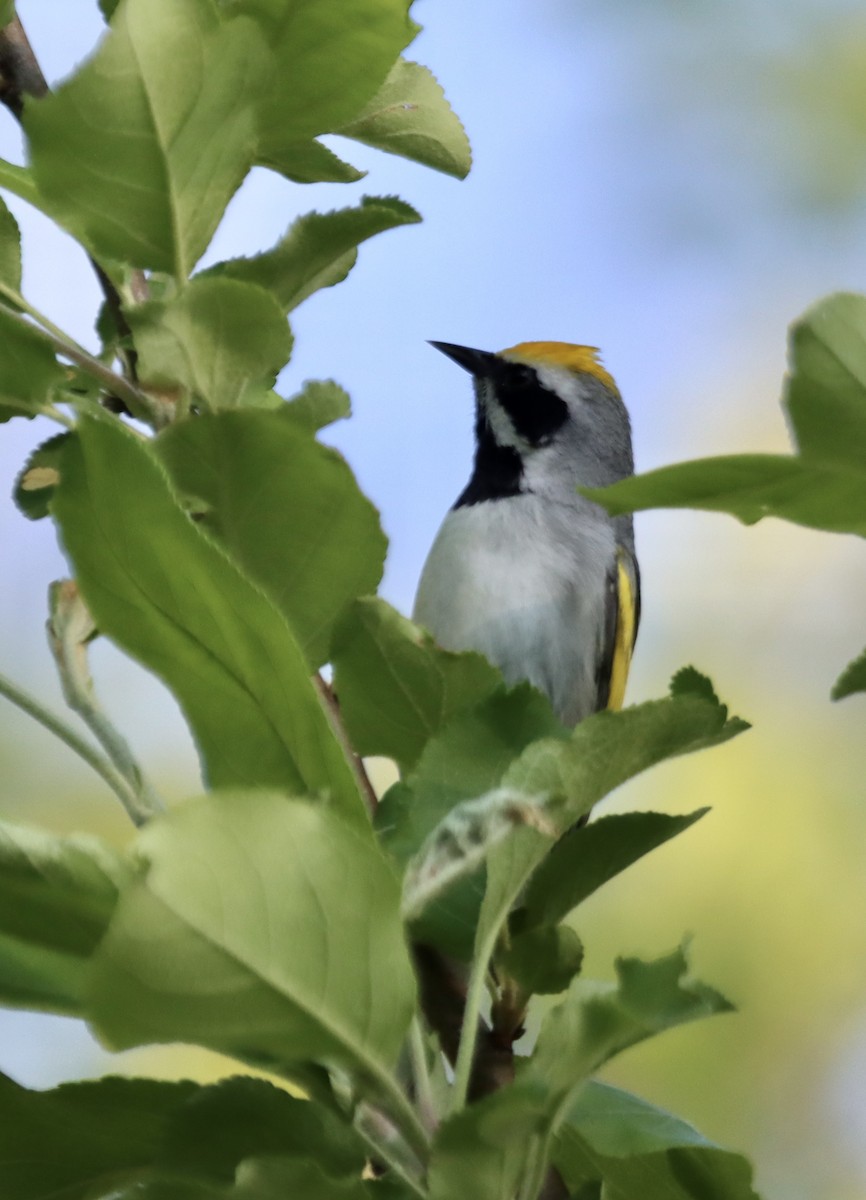Golden-winged Warbler - ML637077163