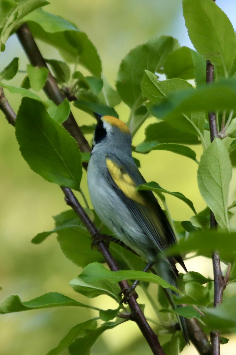 Golden-winged Warbler - ML637077164