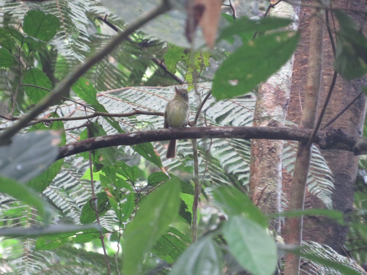 Western Olivaceous Flatbill - ML637077196