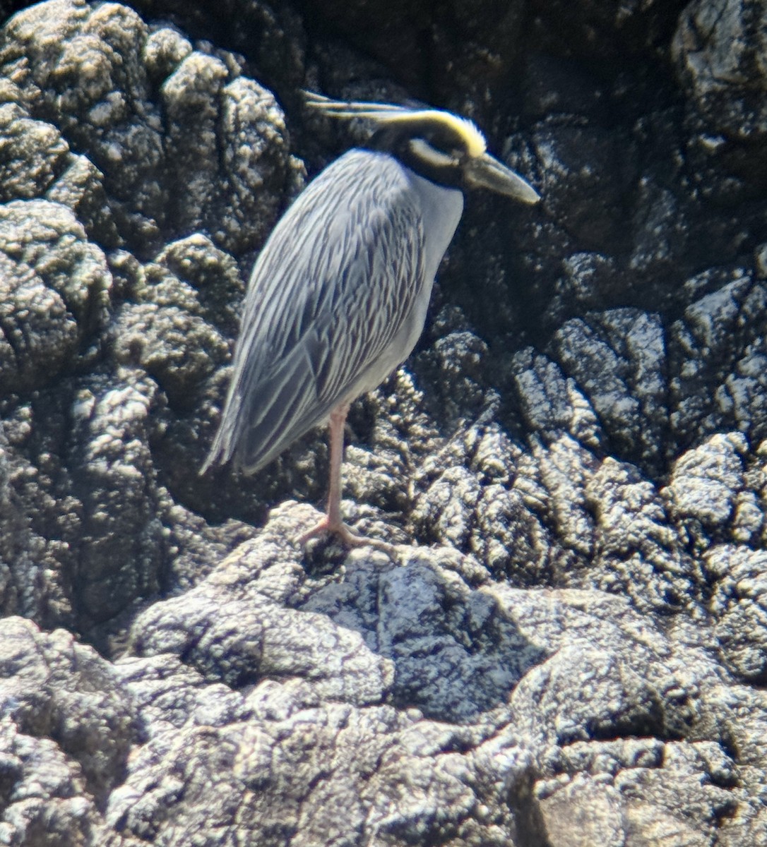 Yellow-crowned Night Heron - ML637077205