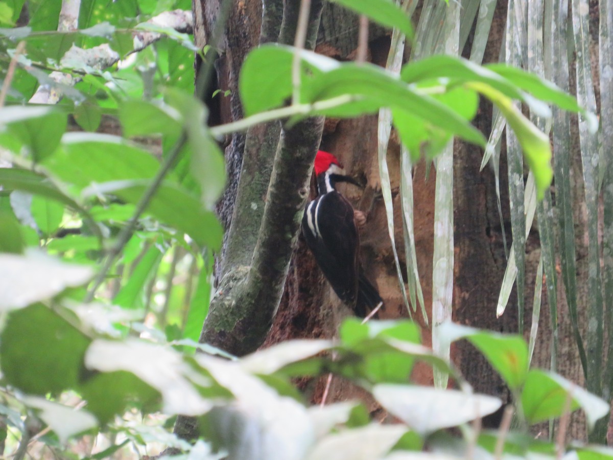 Crimson-crested Woodpecker - ML637077211