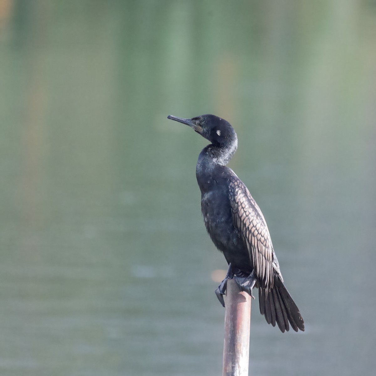 Indian Cormorant - ML637077237