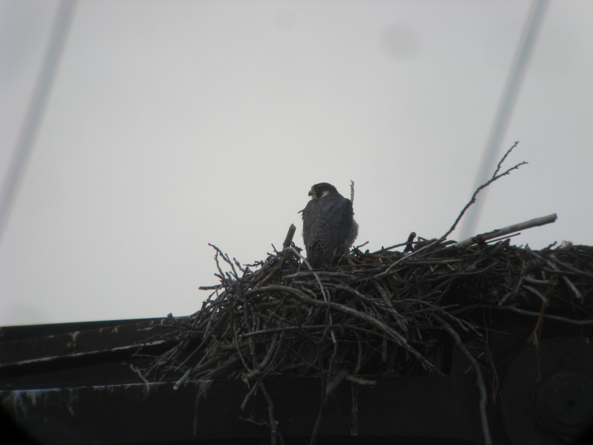 Peregrine Falcon - ML637077285
