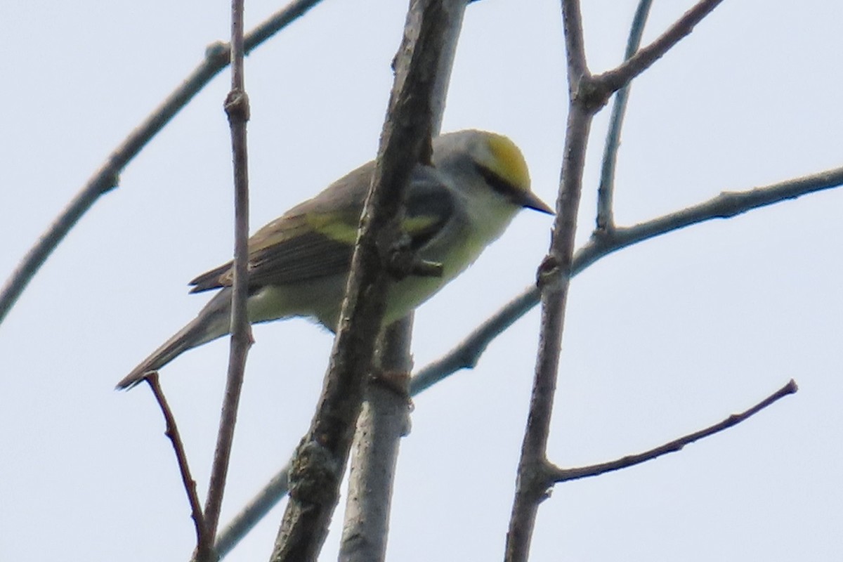 Golden-winged x Blue-winged Warbler (hybrid) - ML637077317