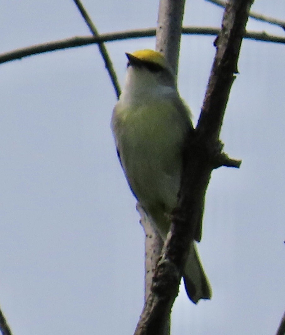 Golden-winged x Blue-winged Warbler (hybrid) - ML637077319