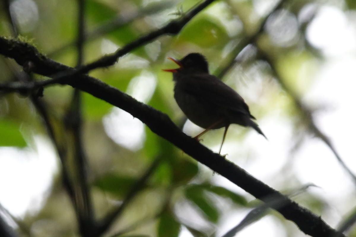 Black-headed Nightingale-Thrush - ML637077382