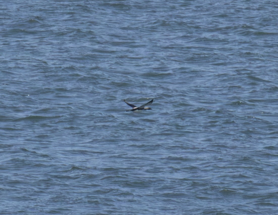 シロエリオオハム - ML637077415