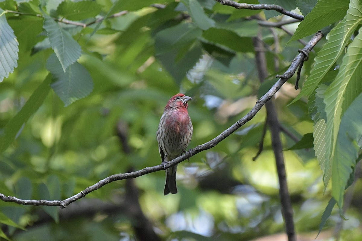 House Finch - ML637077442