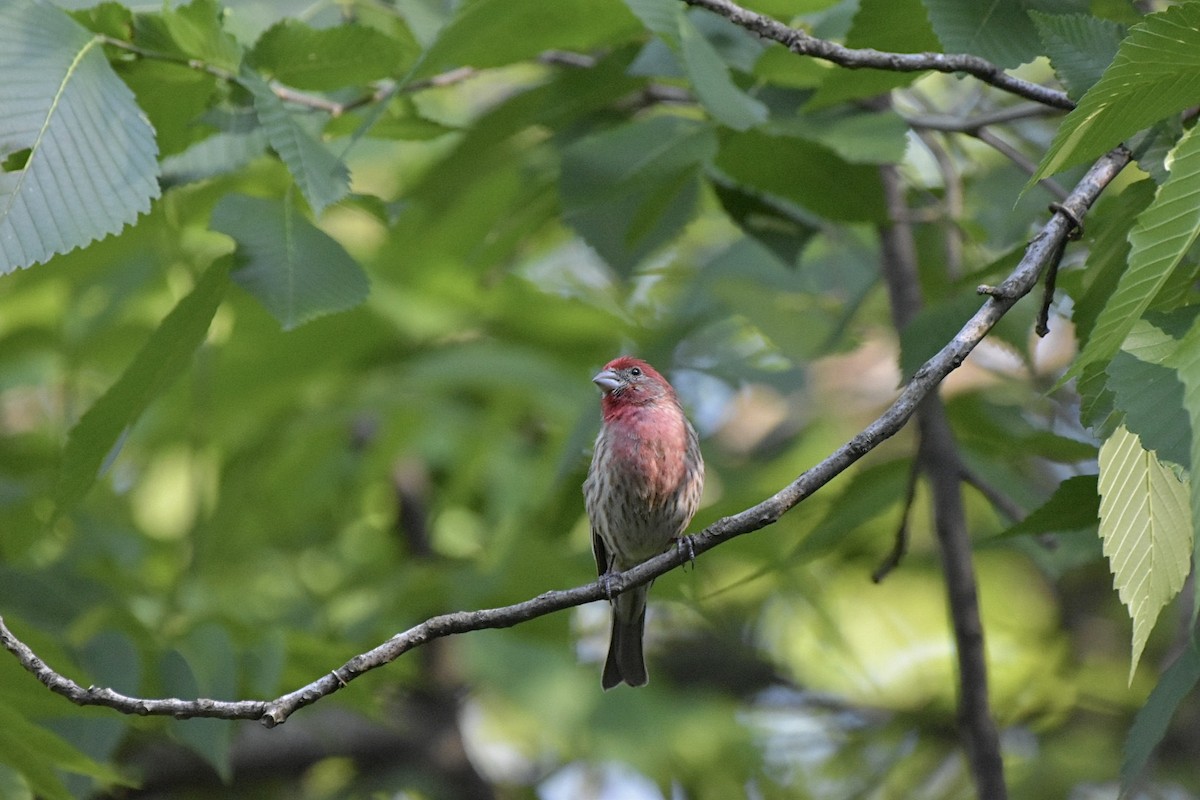 House Finch - ML637077443