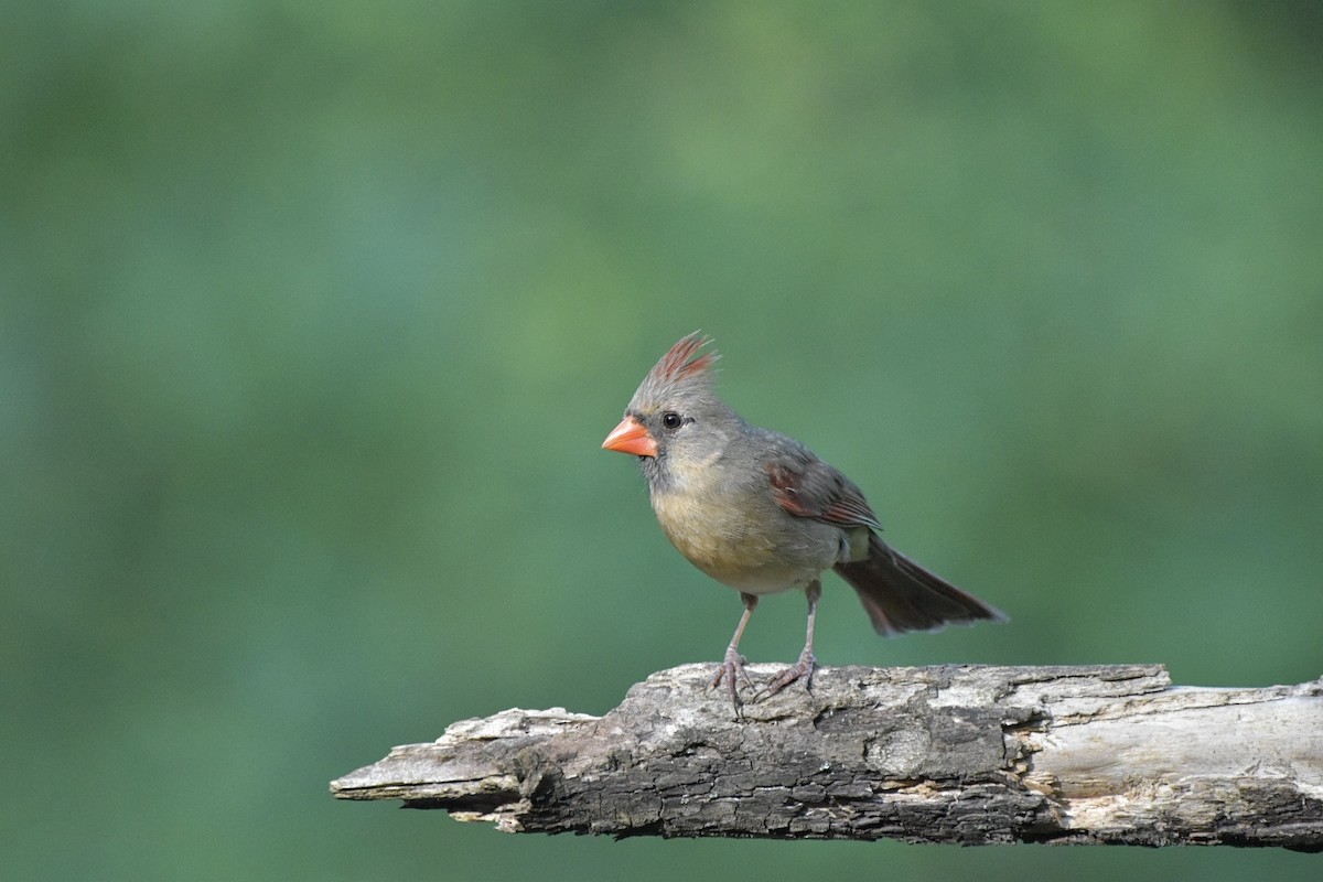 Northern Cardinal - ML637077453