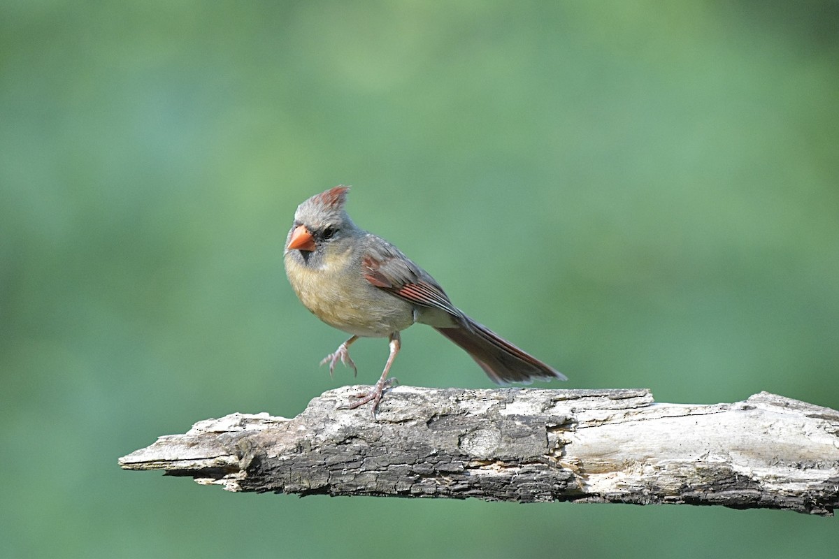 Northern Cardinal - ML637077454