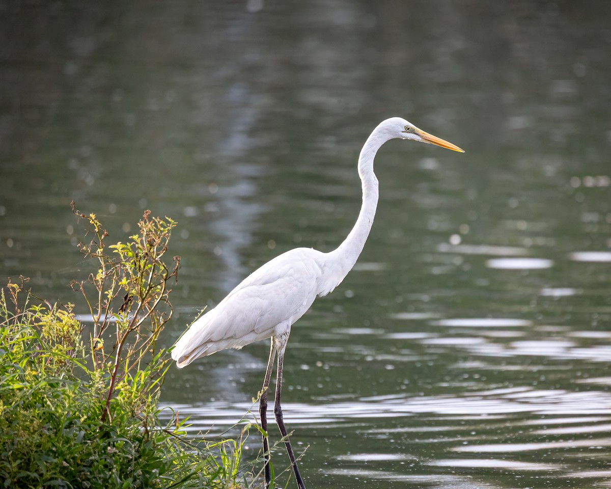 Great Egret (modesta) - ML637077477