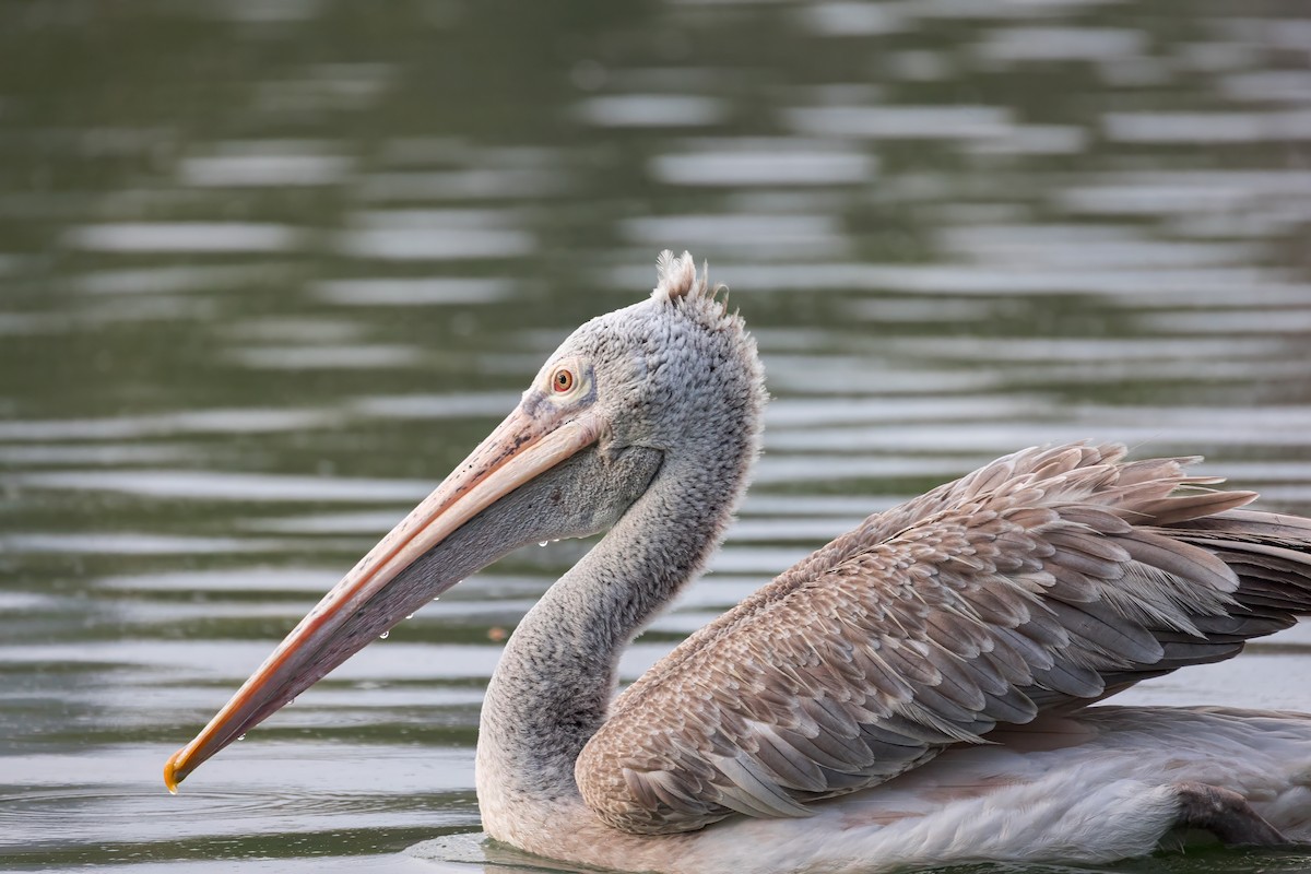 Spot-billed Pelican - ML637077590