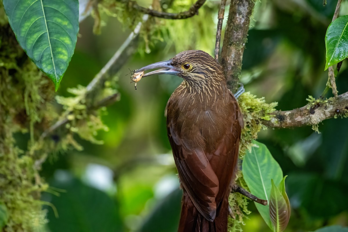 Strong-billed Woodcreeper - ML637077591
