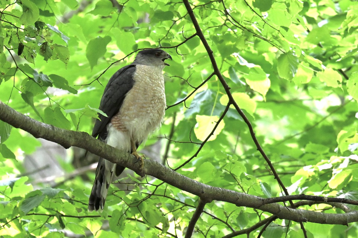 Cooper's Hawk - ML637077655