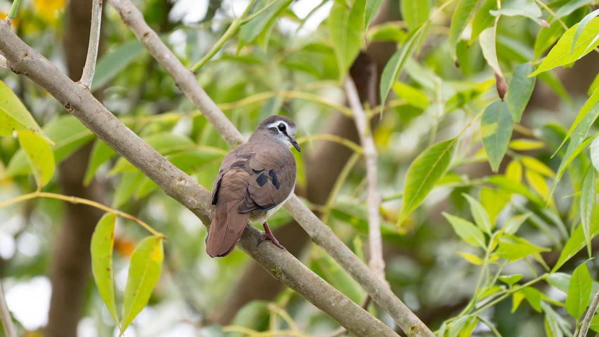 Tambourine Dove - ML637077660