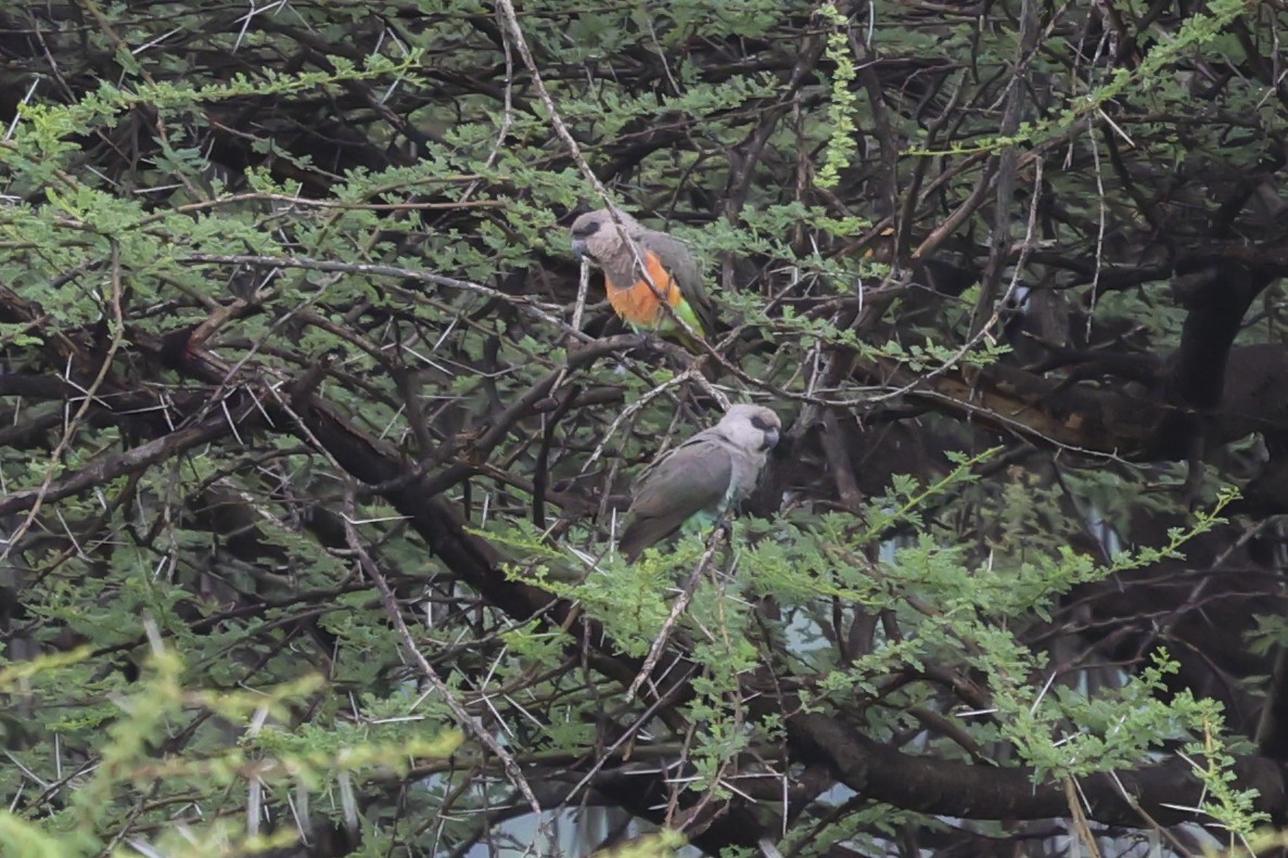 Red-bellied Parrot - ML637077662