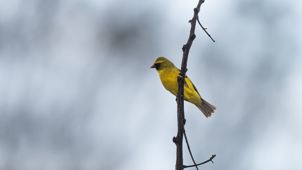 African Citril - ML637077672