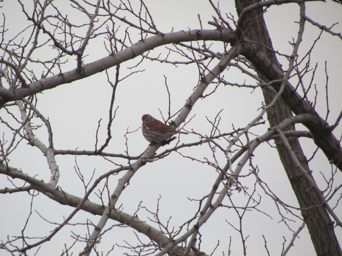Fox Sparrow (Red) - ML637077716