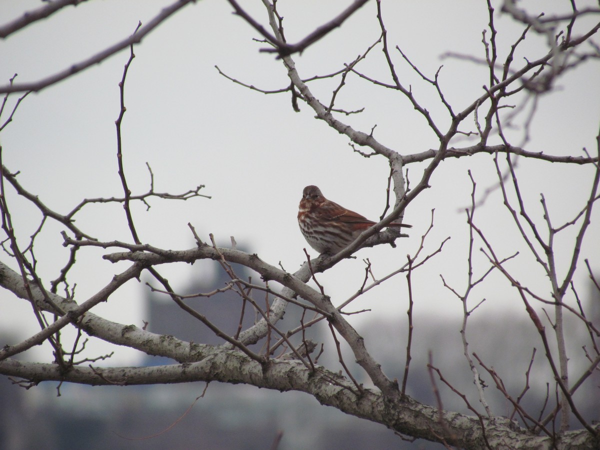 Fox Sparrow (Red) - ML637077717