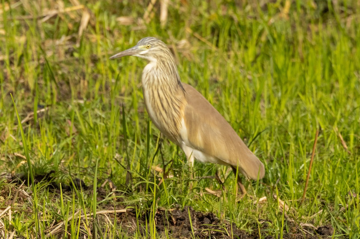 Squacco Heron - ML637077866