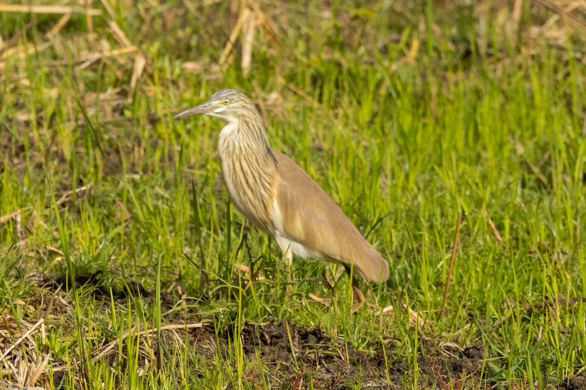 Squacco Heron - ML637077867