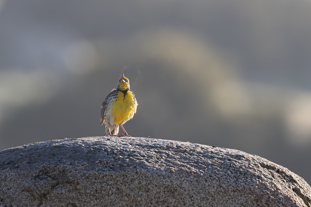 Western Meadowlark - ML637077931