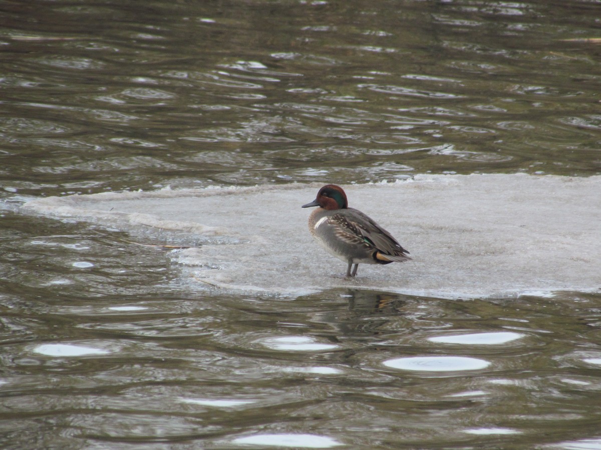 Green-winged Teal (American) - ML637077958