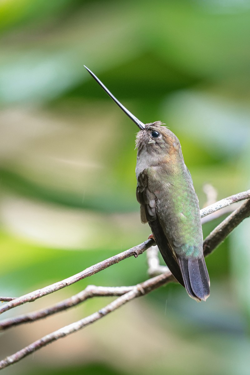 Green-fronted Lancebill - ML637078111