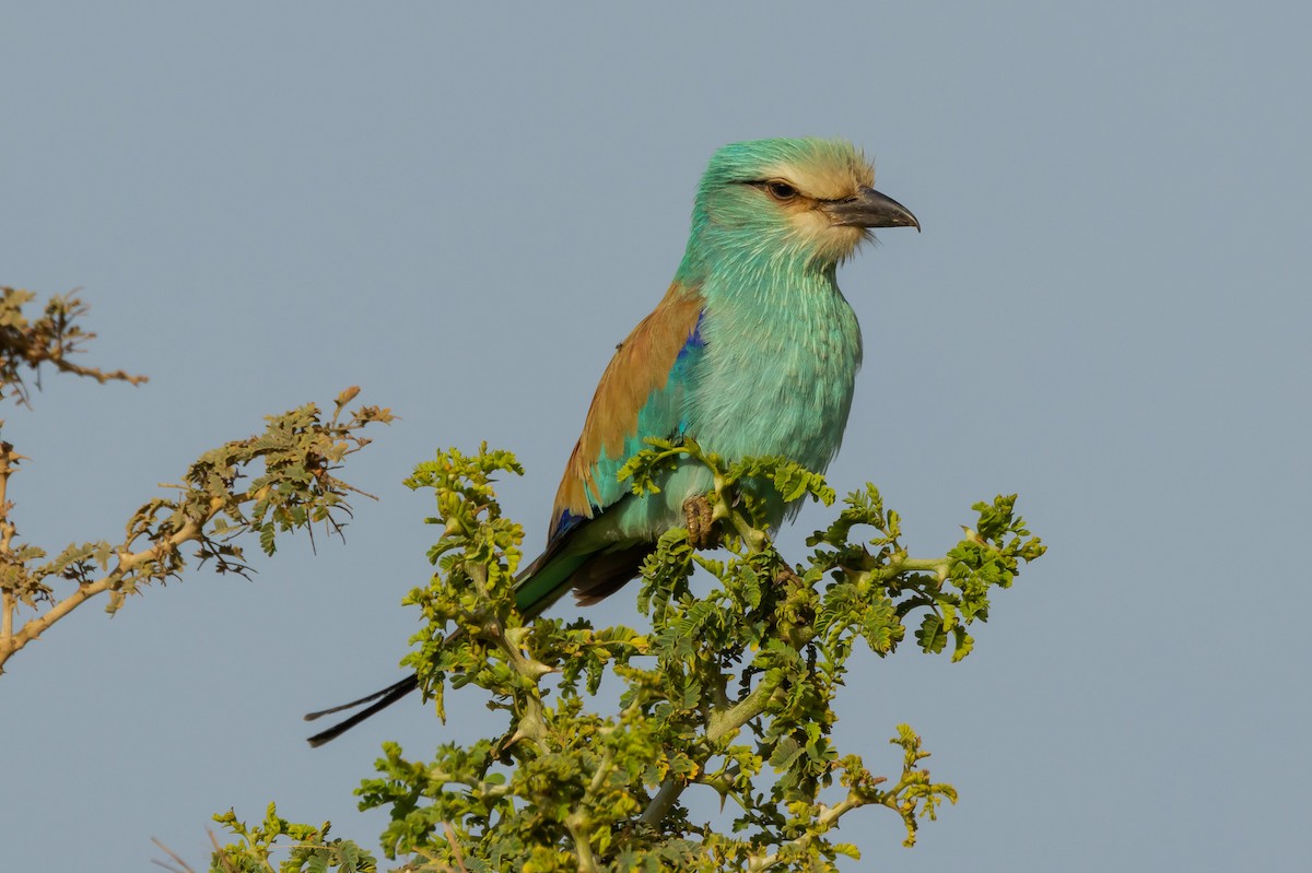 Abyssinian Roller - ML637078169