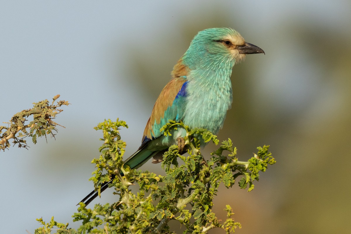 Abyssinian Roller - ML637078170
